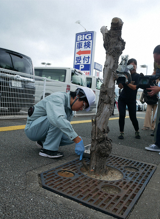 Big Motor fraudulently claims insurance. Workers sampling soil near dead street trees. A worker collects soil near a dead street tree in front of the Big Motor Koga store in Koga City at 9:19 a.m. on August 8, 2023, photo by Toshinobu Hayata.