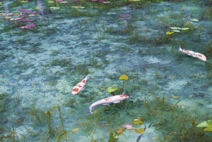 Tourist Attractions in Gifu Prefecture_Monet's Pond