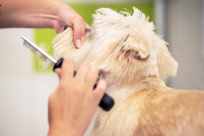 Professional groomer combing the dog s hair with a comb. Professional groomer combing the dog s hair with a comb.