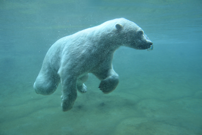 diving polar bear diving polar bear