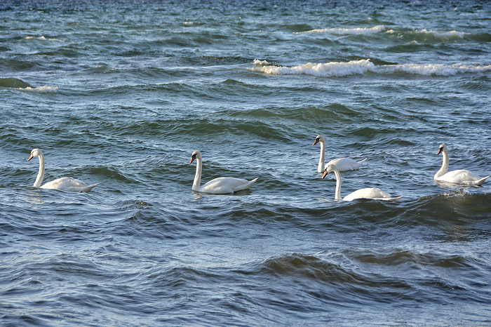 swans in the Baltic Sea swans in the Baltic Sea