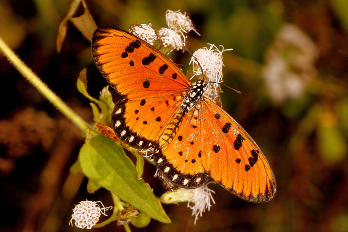 Tawny coster butterfly, Acraea terpsicore, Hesarghatta, Bangalore, Karnataka, India Tawny coster butterfly, Acraea terpsicore, Hesarghatta, Bangalore, Karnataka, India