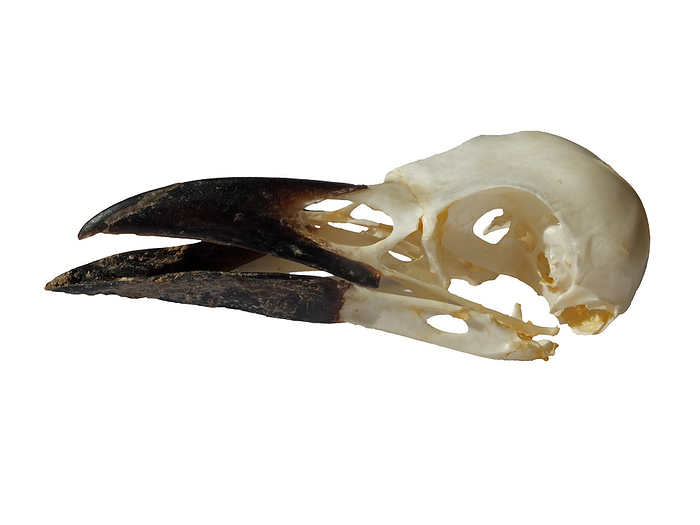 side view of a carrion crow skull with open beak on a white background side view of a carrion crow skull with open beak on a white background