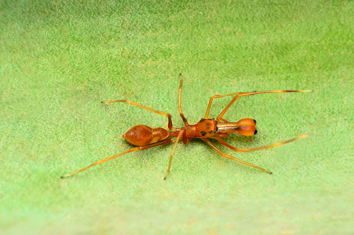 Ant mimic spider, Myrmarachne sp, Pune, Maharashtra, India Ant mimic spider, Myrmarachne sp, Pune, Maharashtra, India