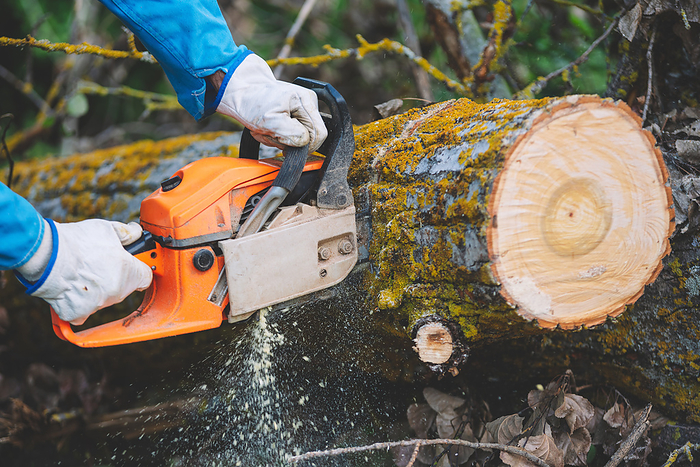 Close up of a lumberjack cutting old wood with a chainsaw. Close up of a lumberjack cutting old wood with a chainsaw.