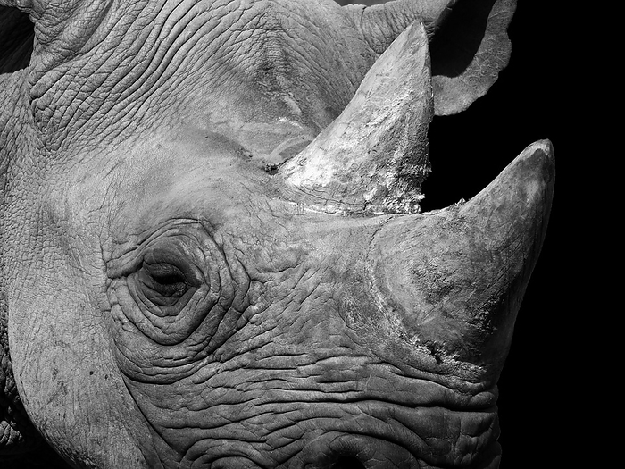 a monochrome portrait close up of the face of a black rhinoceros a monochrome portrait close up of the face of a black rhinoceros