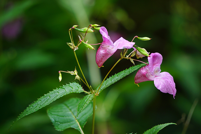 bee bums, bobby tops, Himalayan balsam, copper tops, policeman s helmet bee bums, bobby tops, Himalayan balsam, copper tops, policeman s helmet
