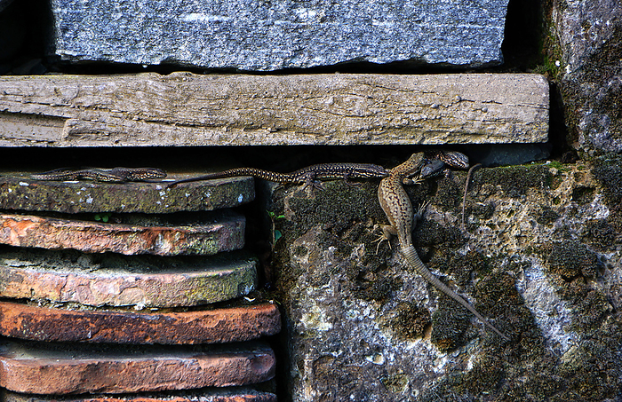 European wall lizard, wall lizard European wall lizard, wall lizard
