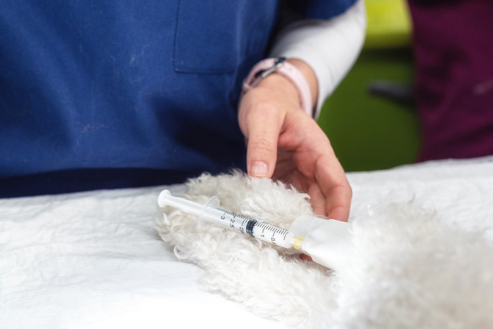 Veterinary placing intravenous line through a peripheral catheter. Dog in veterinary clinic. Pet health care in veterinary clinic. Veterinary placing intravenous line through a peripheral catheter. Dog in veterinary clinic. Pet health care in veterinary clinic.
