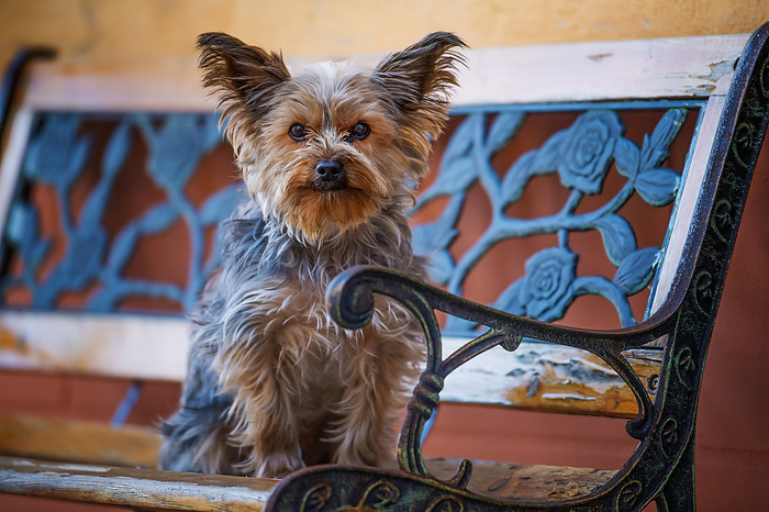 Yorkshire terrier on a park bench in a city Yorkshire terrier on a park bench in a city