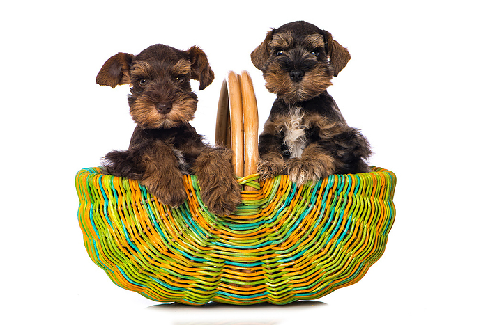 Two puppies in a basket Two puppies in a basket