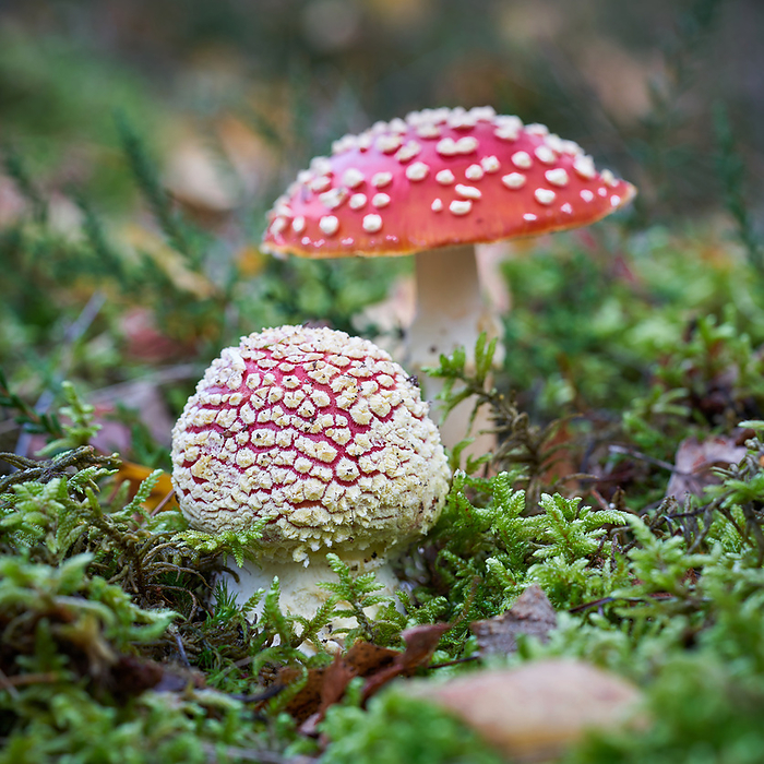 two Fly agaric mushrooms  Amanita muscaria  in the autumn in the forest two Fly agaric mushrooms  Amanita muscaria  in the autumn in the forest