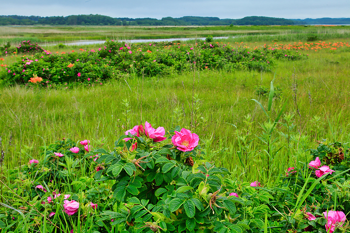Rhus succedanea blooming marshland, Hokkaido, Japan At Lake Yuubi in Koshimizu Town