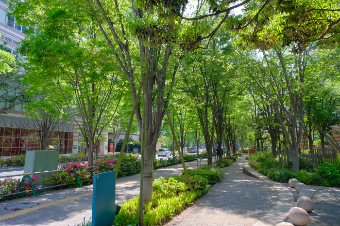 Tree-lined street in front of Musashi Kosugi Station, Kawasaki City, Kanagawa Prefecture