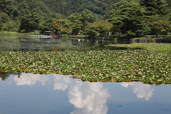Minamiko Water Lily Shirakawa City