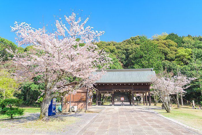 Toyokunibyo Temple Cherry blossoms Kyoto City, Kyoto Prefecture