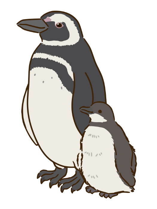 Magellanic penguin parent and child