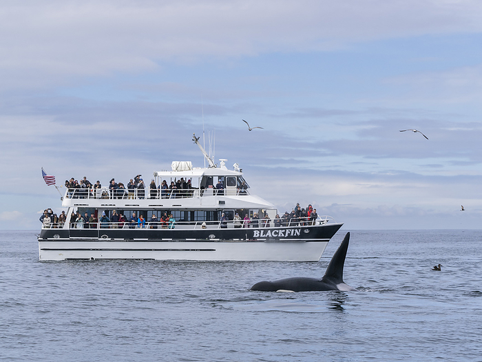 A pod of transient killer whales  Orcinus orca , near a whale watching boat in Monterey Bay Marine Sanctuary, California, United States of America, North America A pod of transient killer whales  Orcinus orca , near a whale watching boat in Monterey Bay Marine Sanctuary, California, United States of America, North America, by Michael Nolan