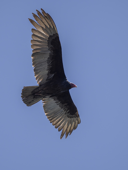 Adult turkey vulture  Cathartes aura , in flight searching for food in Conception Bay, Baja California, Mexico, North America Adult turkey vulture  Cathartes aura , in flight searching for food in Conception Bay, Baja California, Mexico, North America, by Michael Nolan