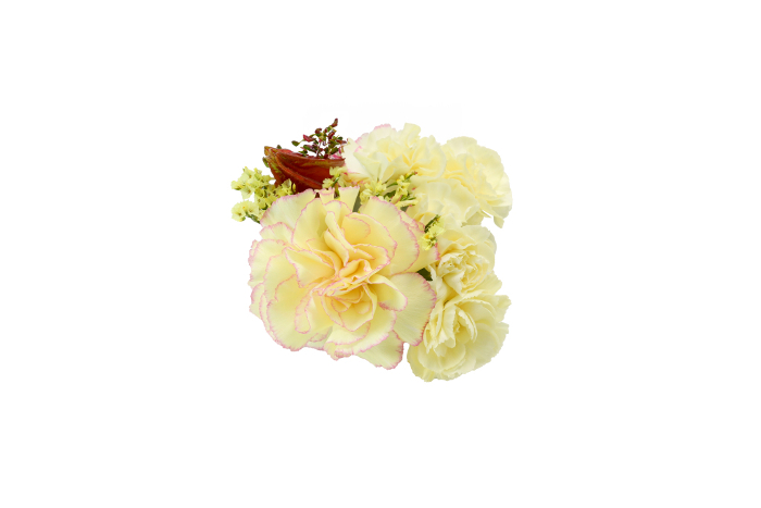 Bouquet of Starches and Carnations on White Background