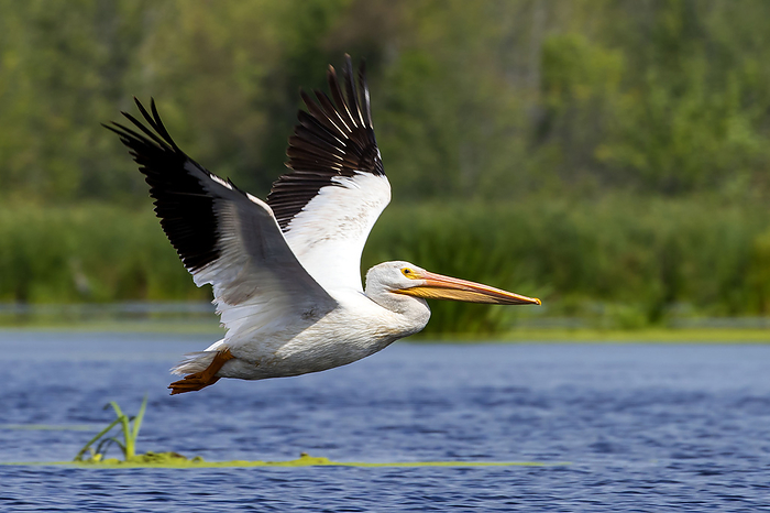 American white pelican , lake in Wisconsin American white pelican , lake in Wisconsin