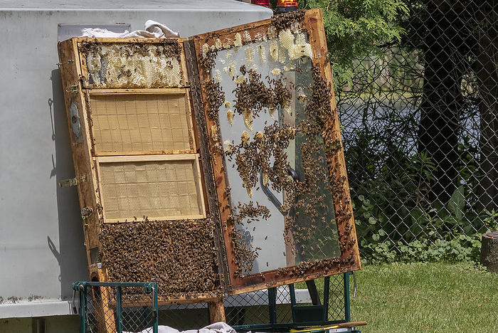 The beekeeper checks honeycomb The beekeeper checks honeycomb