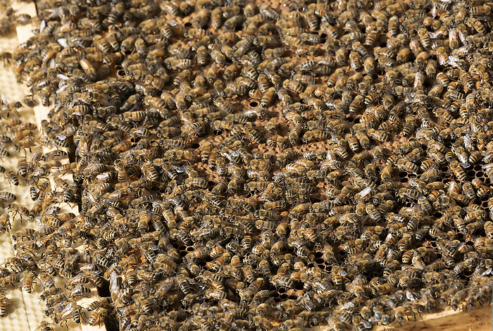 The beekeeper checks honeycomb The beekeeper checks honeycomb