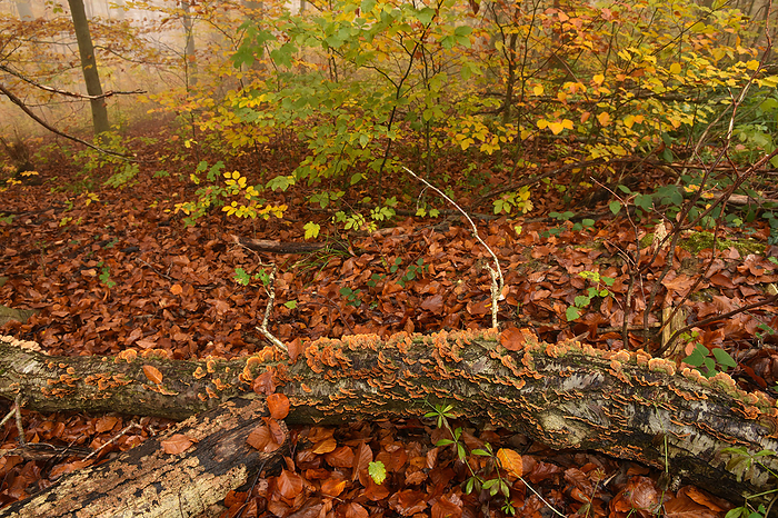 Branch with rainbow bracket in the autumnal, foggy forest, Branch with rainbow bracket in the autumnal, foggy forest,