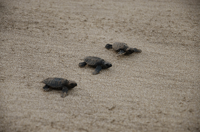 Newborn turtles, Kolthare, Near Dapoli, Konkan, Maharashtra, India Newborn turtles, Kolthare, Near Dapoli, Konkan, Maharashtra, India