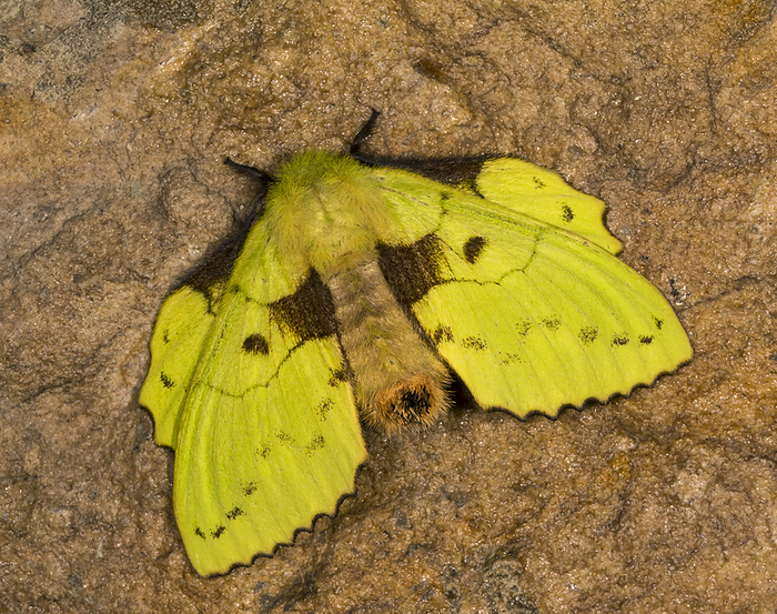 Lappet Moth, Family Lasiocampidae, Meghalaya, India Lappet Moth, Family Lasiocampidae, Meghalaya, India