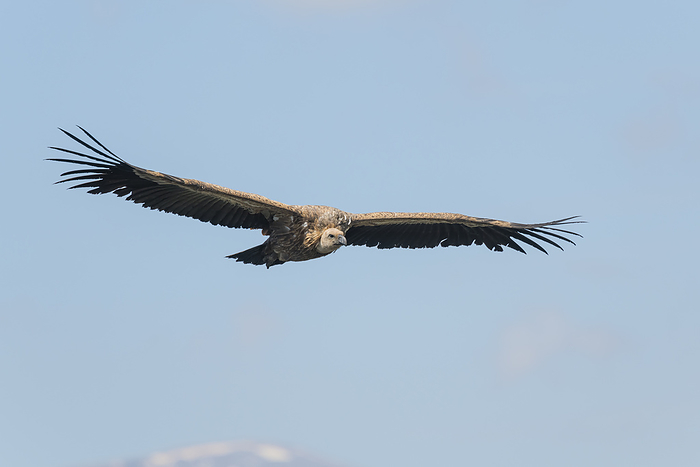 Griffon Vulture flying, Gyps fulvus Griffon Vulture flying, Gyps fulvus