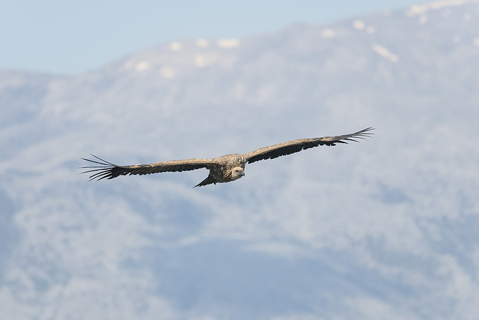 Griffon Vulture flying, Gyps fulvus Griffon Vulture flying, Gyps fulvus