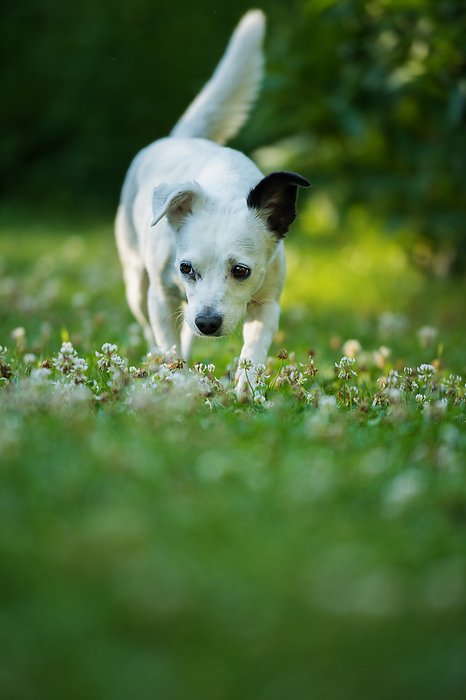 Little cross breed dog in a meadow Little cross breed dog in a meadow