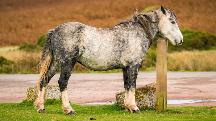 A wild horse in Wales, UK A wild horse in Wales, UK