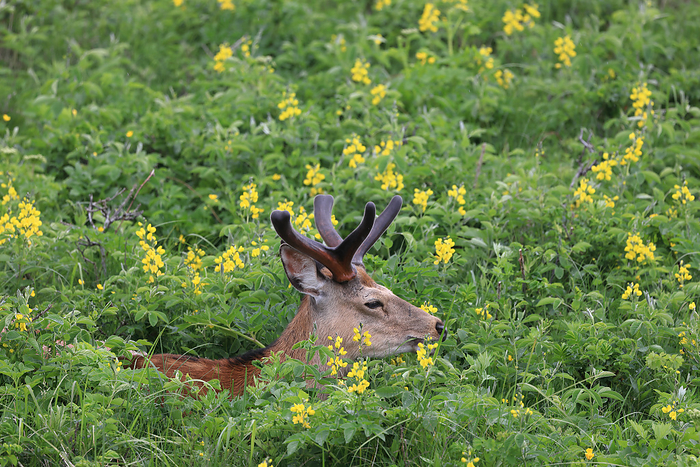 Hokkaido, Japan: Cendai hagi and Ezo sika deer