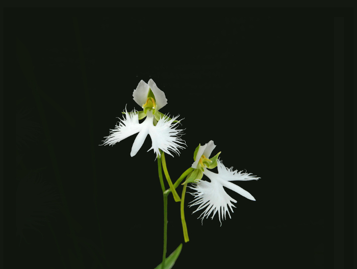 Pictures of neat white flowers of the heronfly, which resembles the bird, the white heron.