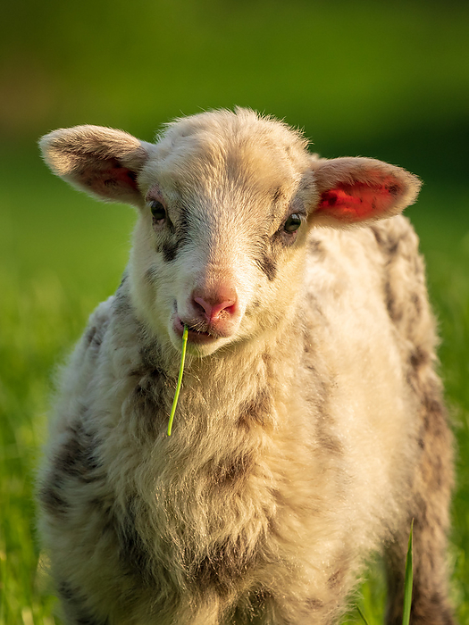 Curious lamb on a meadow Curious lamb on a meadow