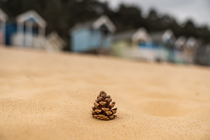 A fir cone on the beach, seen in Wells next the Sea, Norfolk, England A fir cone on the beach, seen in Wells next the Sea, Norfolk, England