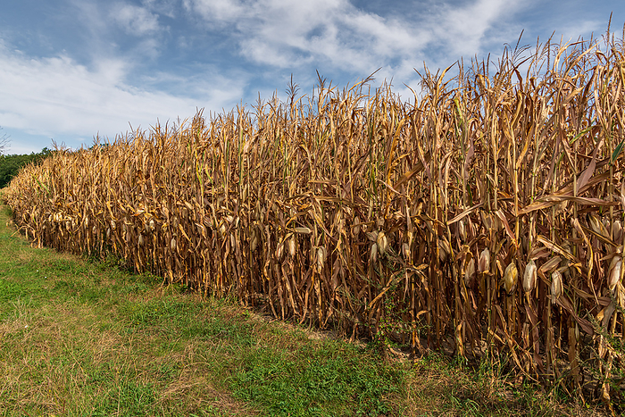 A dried up cornfield A dried up cornfield
