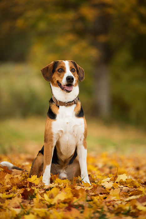 Mixed breed dog in autumn landscape Mixed breed dog in autumn landscape