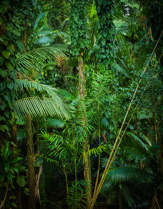 Thick Tropical Jungle Background Thick Tropical Jungle Background