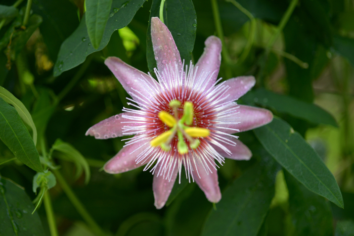 Passiflora Mayumi