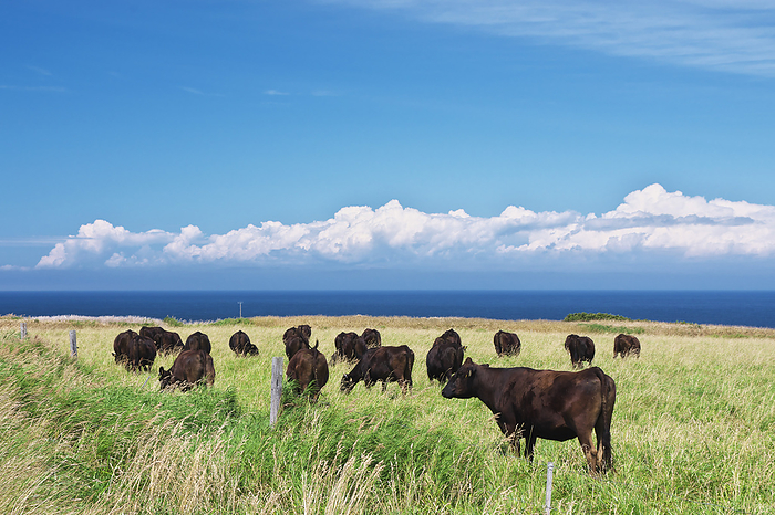 Soya black cattle in the Soya Hills and the Soya Straits, Hokkaido