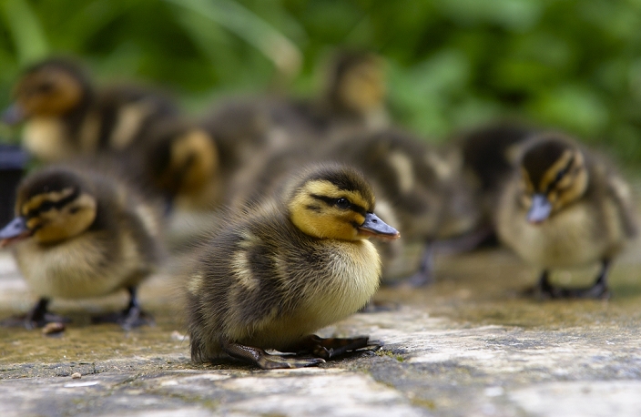 United Kingdom Mallard ducklings just a few days old, Swinbrook, Oxfordshire, England