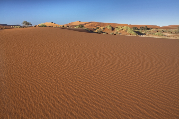 Namibia Ancient orange sand dunes of the Namib Desert at Sossusvlei, near Sesriem, Namib Naukluft Park, Namibia, Africa