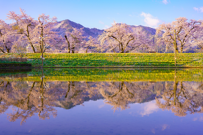 Gosho cherry blossoms reflected in rice paddies, Gifu Prefecture Gosho cherry blossoms reflected in rice paddies along the Miya River, Hida Furukawa River. Sugisaki, Furukawa cho, Hida City, Gifu Prefecture