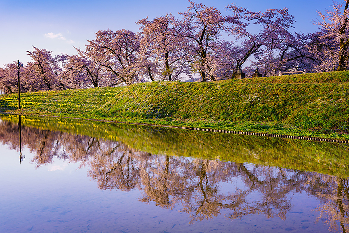 Gosho cherry blossoms reflected in rice paddies, Gifu Prefecture Gosho cherry blossoms reflected in rice paddies along the Miya River, Hida Furukawa River. Sugisaki, Furukawa cho, Hida City, Gifu Prefecture