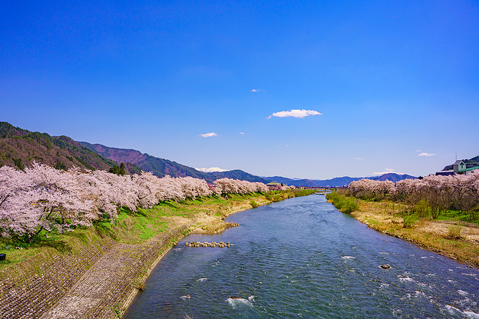 Hida City, Gifu Prefecture Miyagawa River and Cherry Blossoms Hida Furukawa Cherry blossoms along the Miyagawa River and its bank from Ayunobashi Bridge. Furukawa Town, Hida City, Gifu Prefecture
