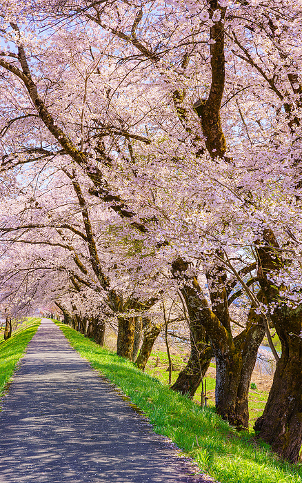 Hida City, Gifu Prefecture Miyagawa River and Cherry Blossoms Hida Furukawa Cherry blossoms in full bloom from the bank of Miyagawa River. Furukawa Town, Hida City, Gifu Prefecture