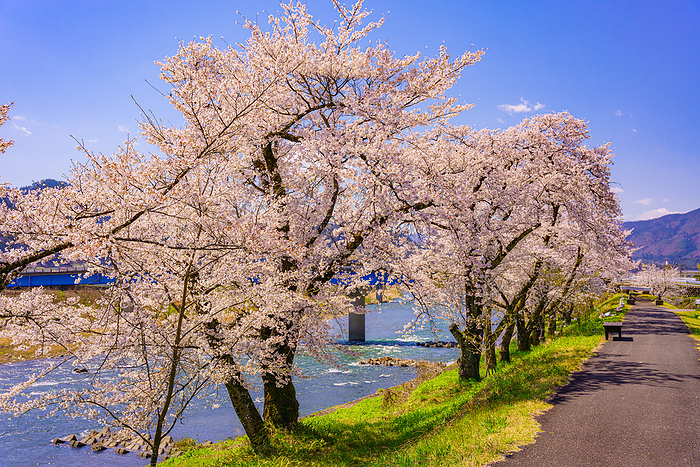 Hida City, Gifu Prefecture Miyagawa River and Cherry Blossoms Hida Furukawa Cherry blossoms in full bloom from the bank of Miyagawa River. Furukawa Town, Hida City, Gifu Prefecture